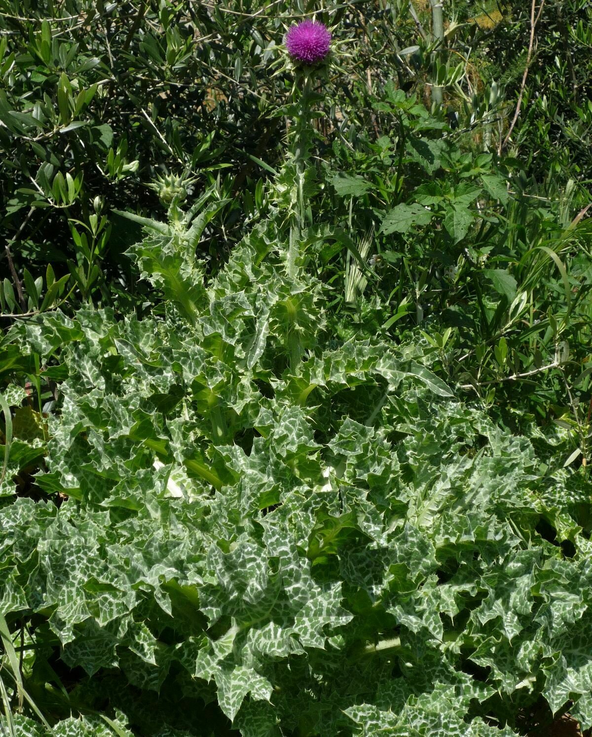 High Resolution Silybum marianum Plant